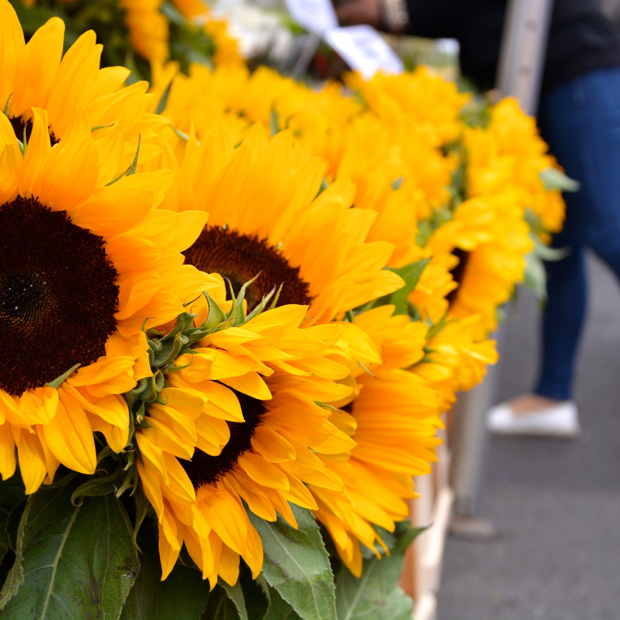 Sunflowers at Columbia Road