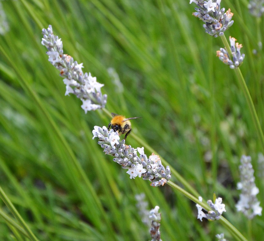 Bradley Gardens | Hello! Hooray!