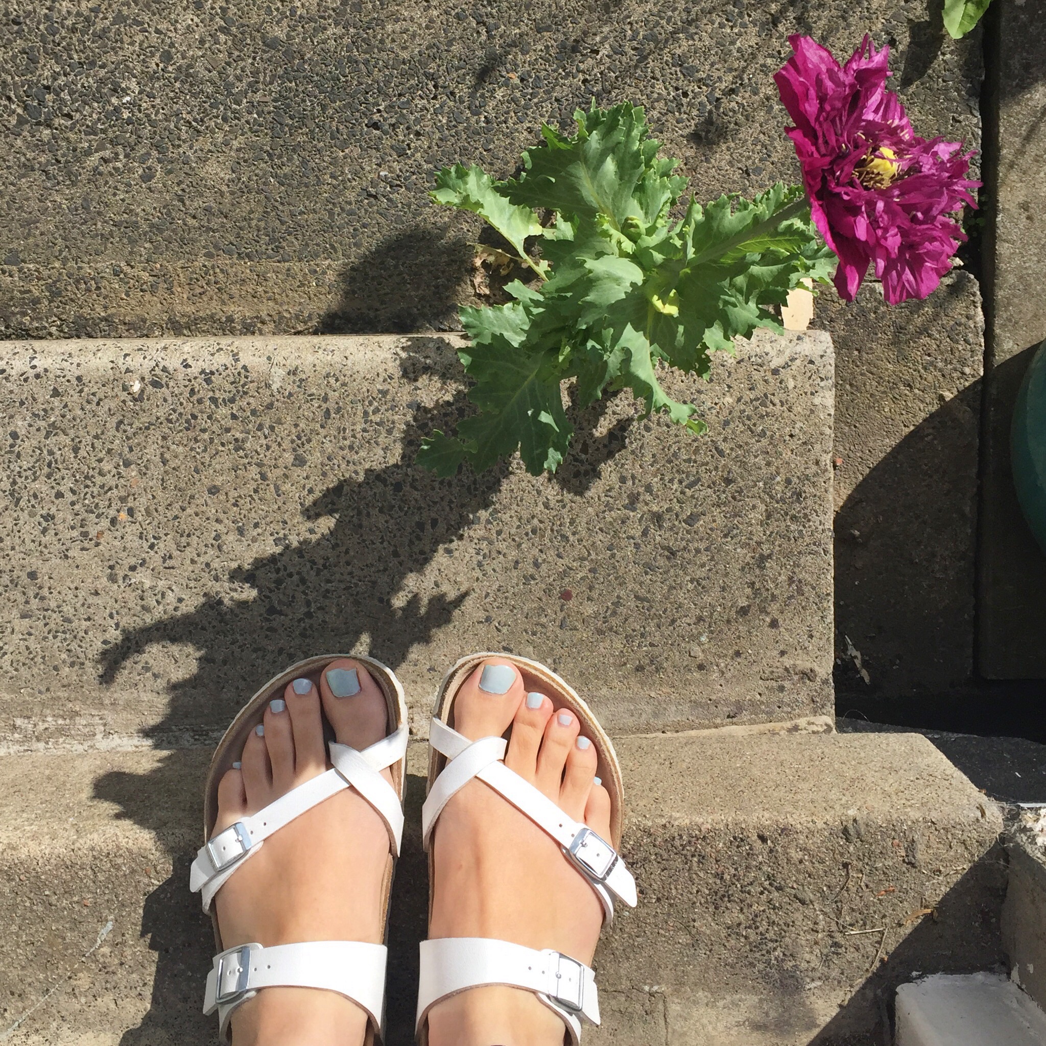 Poppies on the doorstep