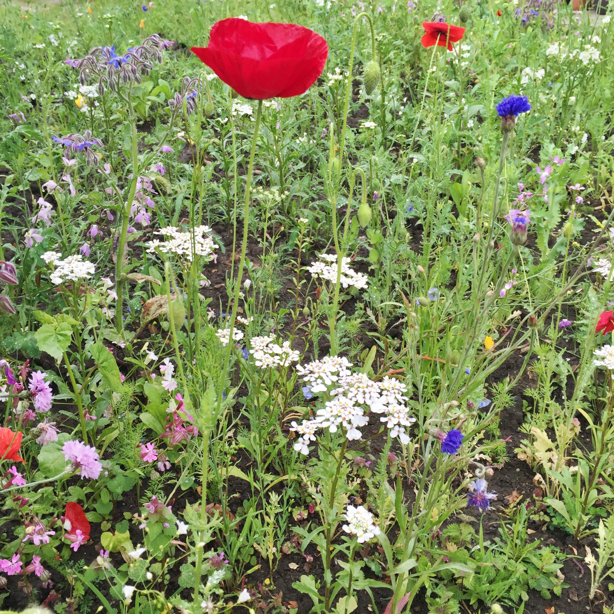 Wildflower meadow