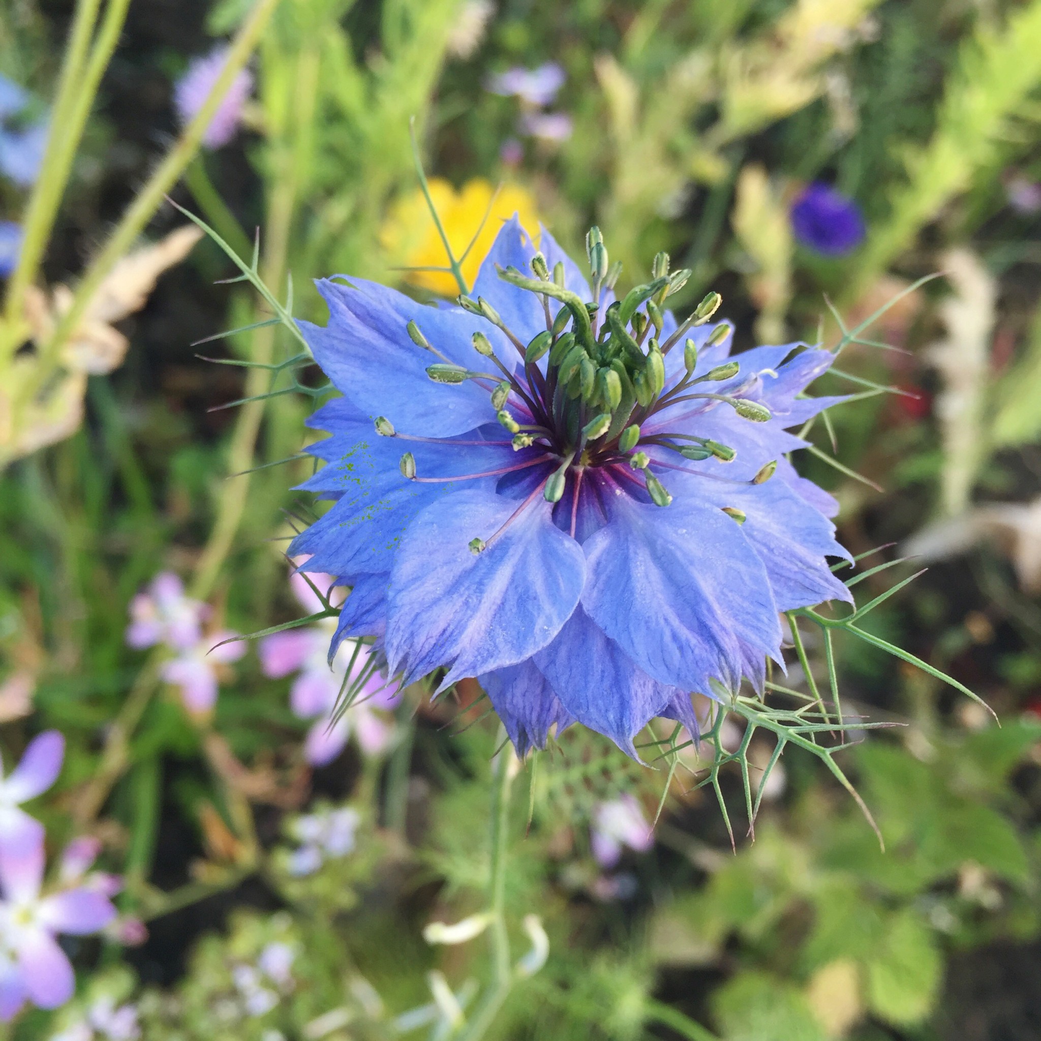 Wildflower | Hello! Hooray!