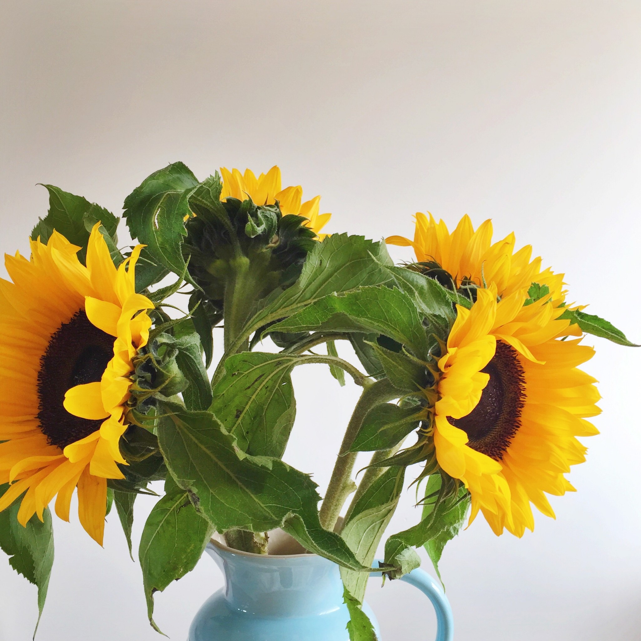 Sunflowers | Hello! Hooray!