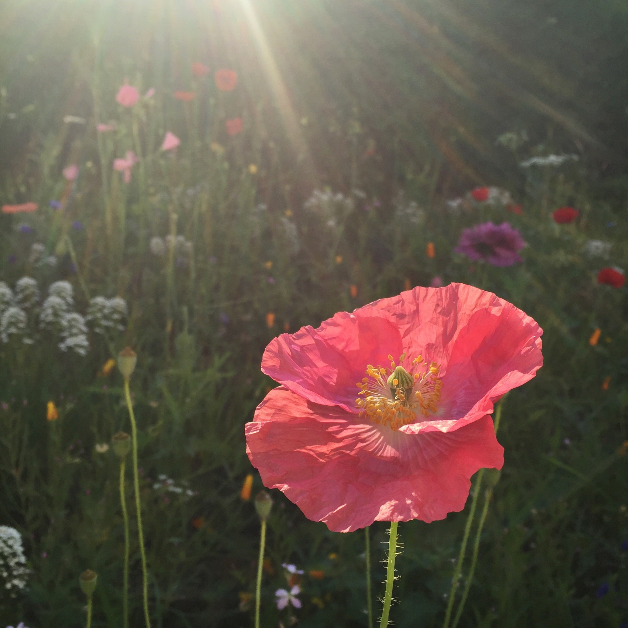 Wonderful light | Hello! Hooray!