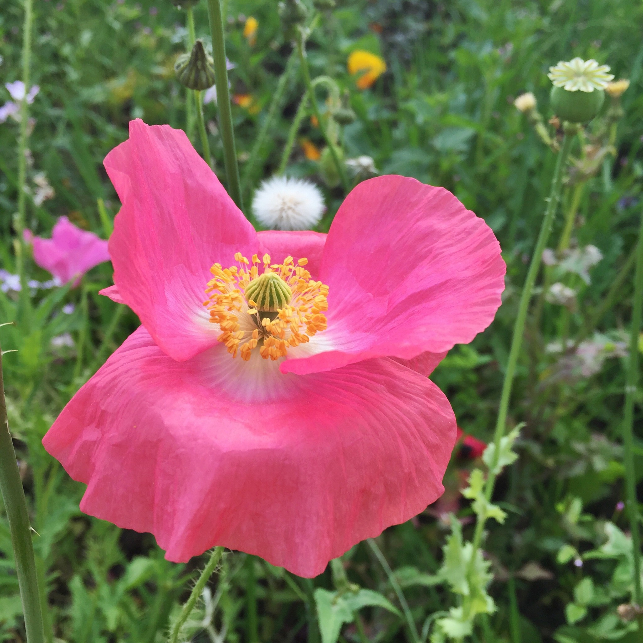 Pink poppy | Hello! Hooray!