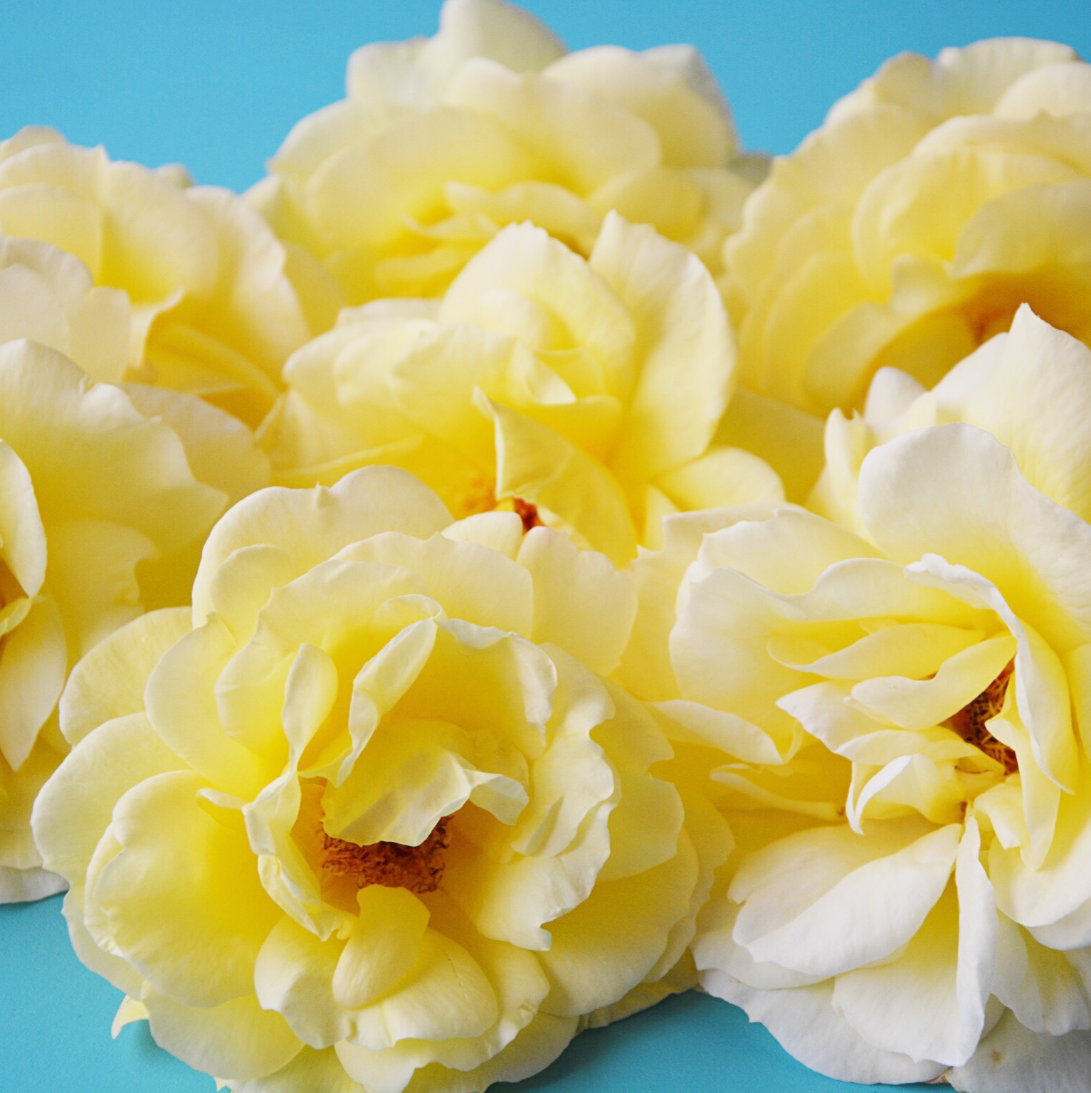 Yellow roses | Hello! Hooray!