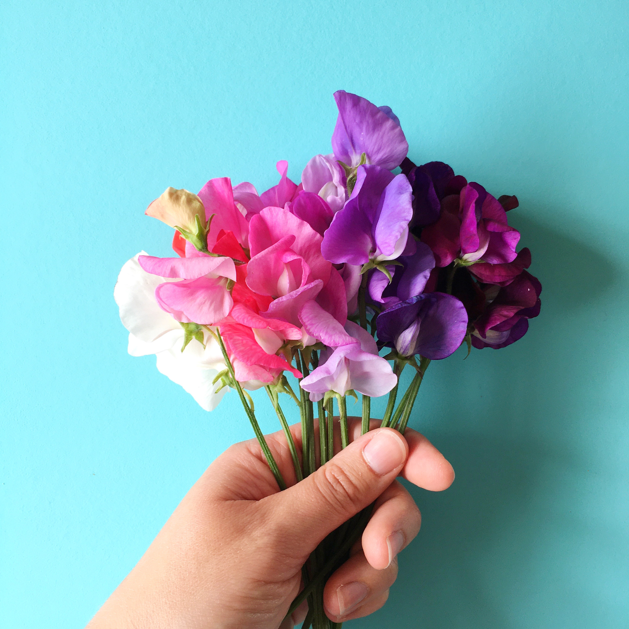 Bunch of sweet peas in colour order | Hello! Hooray!