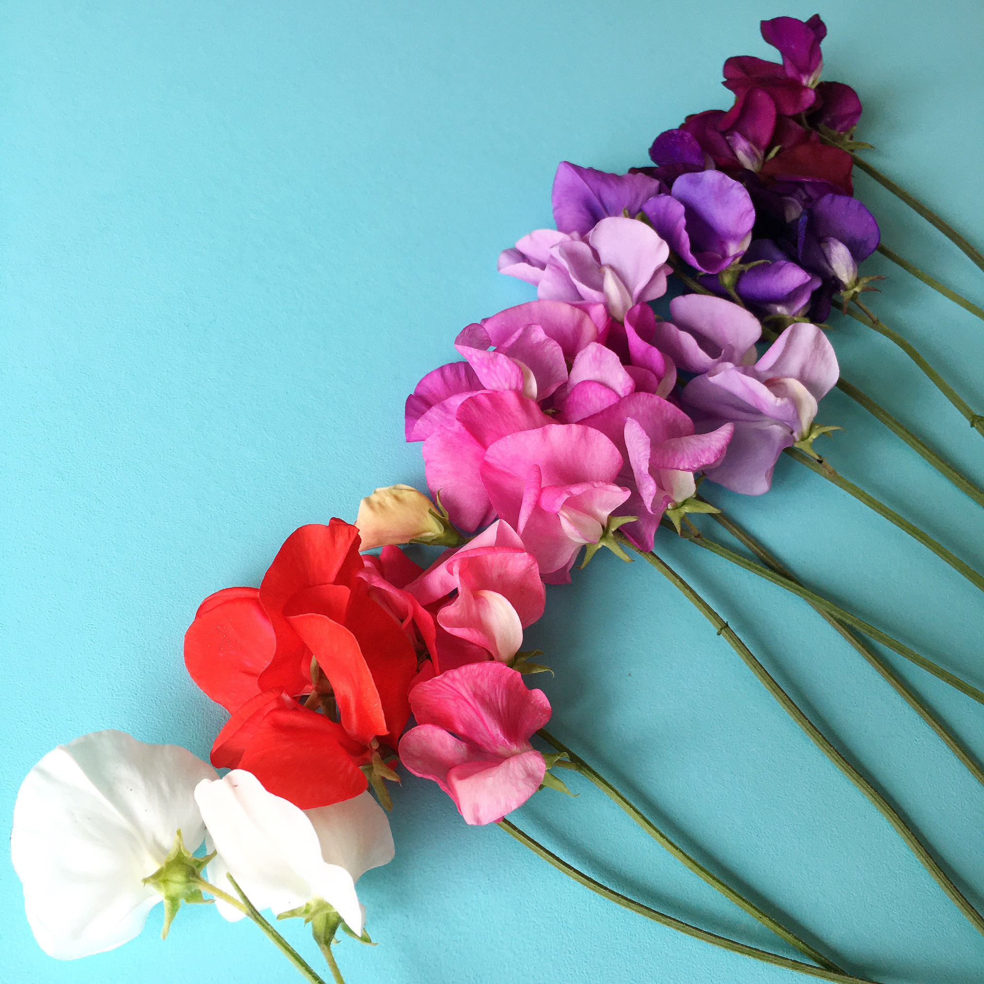 Sweet peas in colour order | Hello! Hooray!